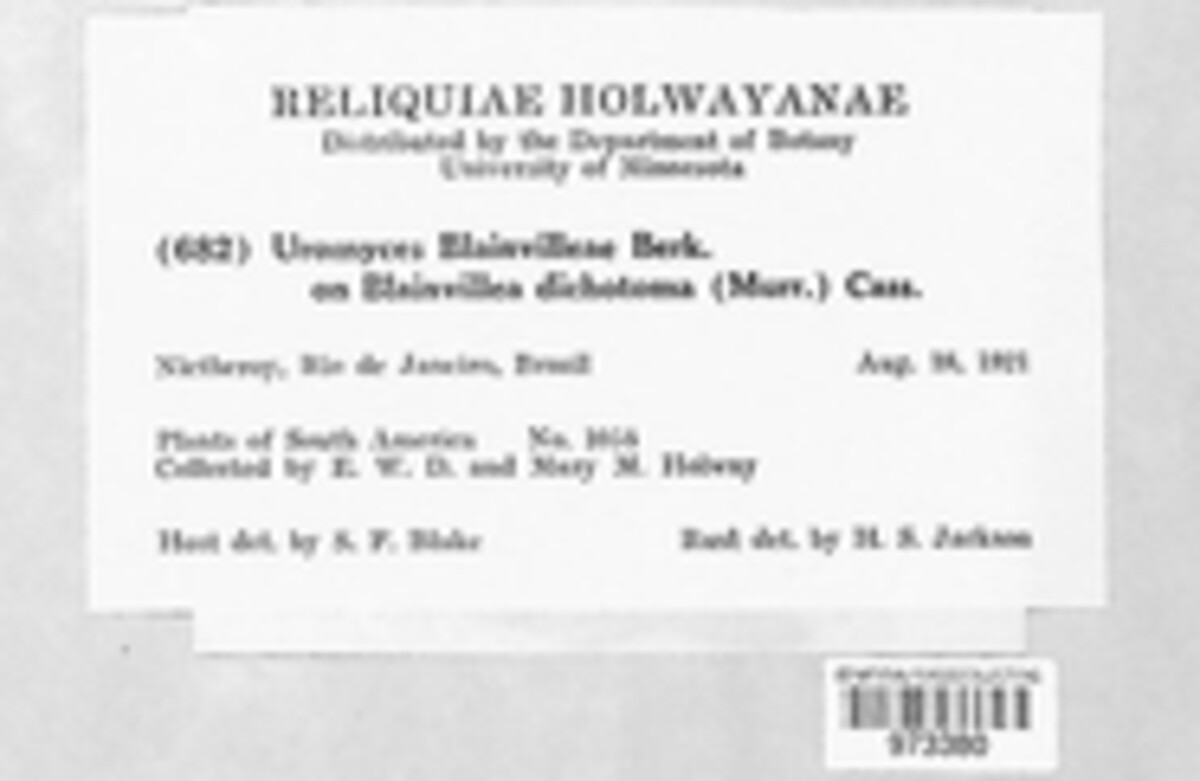 Uromyces blainvilleae image